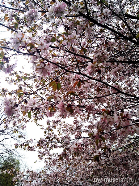 Японский сад цветение сакуры