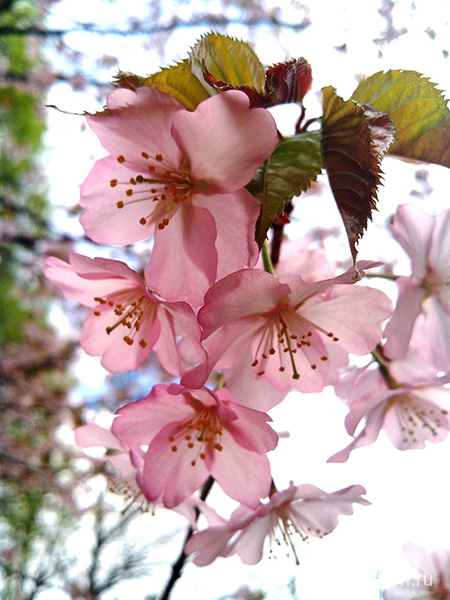 Японский сад цветение сакуры
