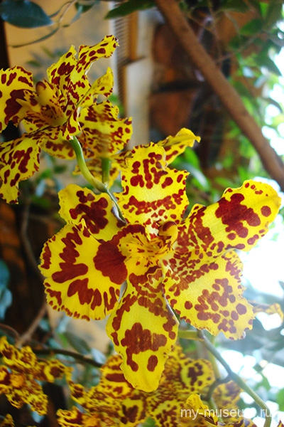 Орхидея Аптекарский огород
