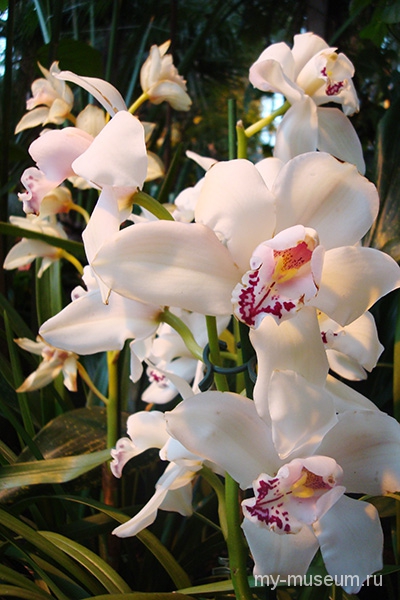 Орхидея Аптекарский огород